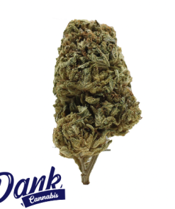 An image of premium peach ringz strain, featuring its unique appearance and aromatic qualities for sale.